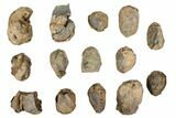 Lot: Fossil Calymene Trilobite Nodules - Pieces #106716-1